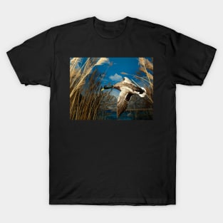 Natural environment diorama - a mallard  flying in the sky T-Shirt